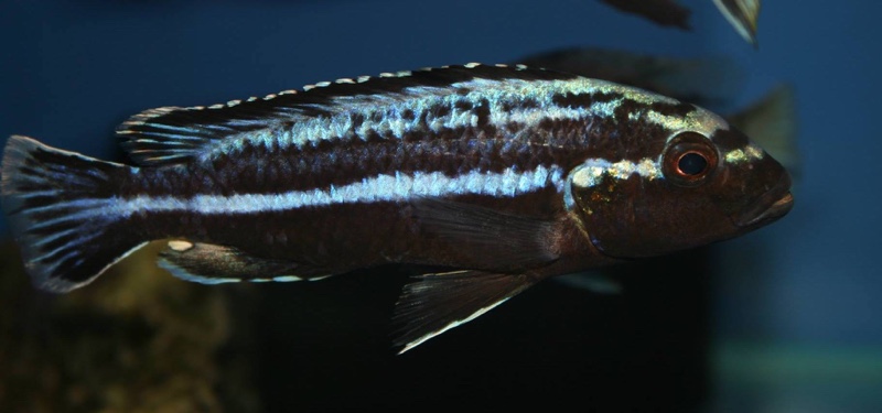 Melanochromis loriae
